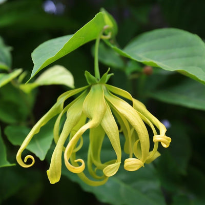 Ylang Ylang - die Blume der Blumen